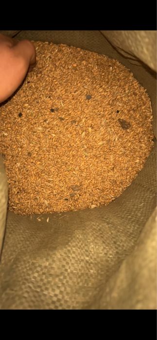 Продам зерно чистый