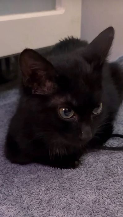 Котенок в добрые руки