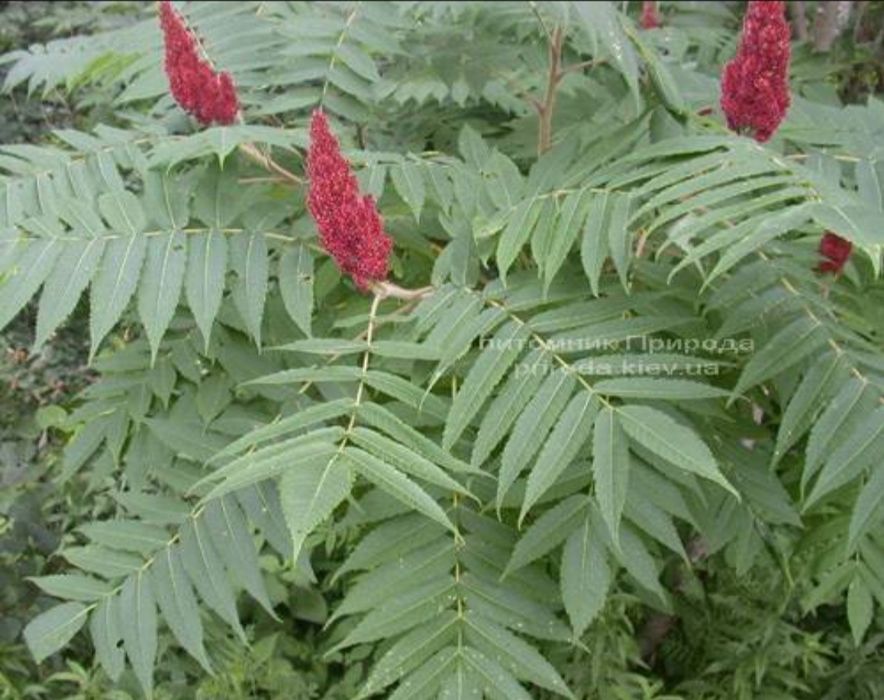 Саженцы Сумах !!!