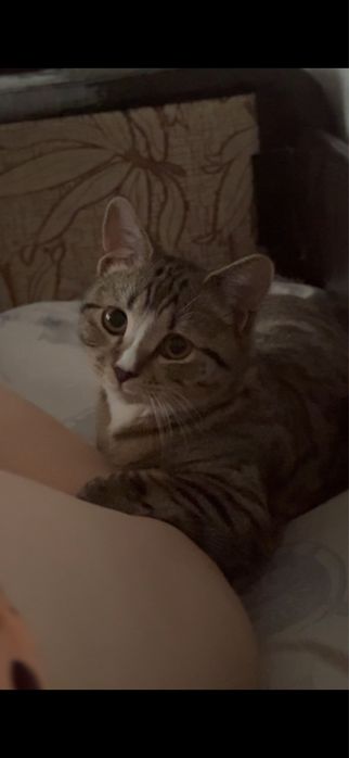 Отдам кота в добрые руки