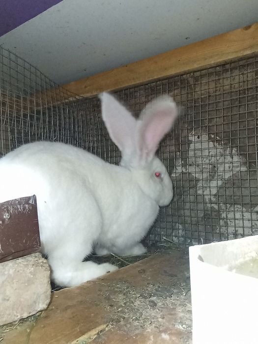 Кролики Қоян коян