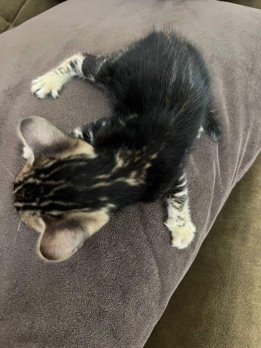 Бенгальский котята