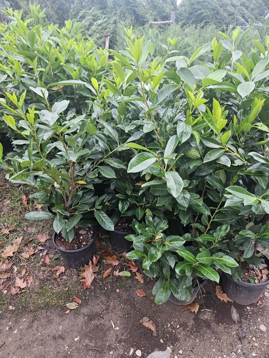 Bambus  pothinia  copaci