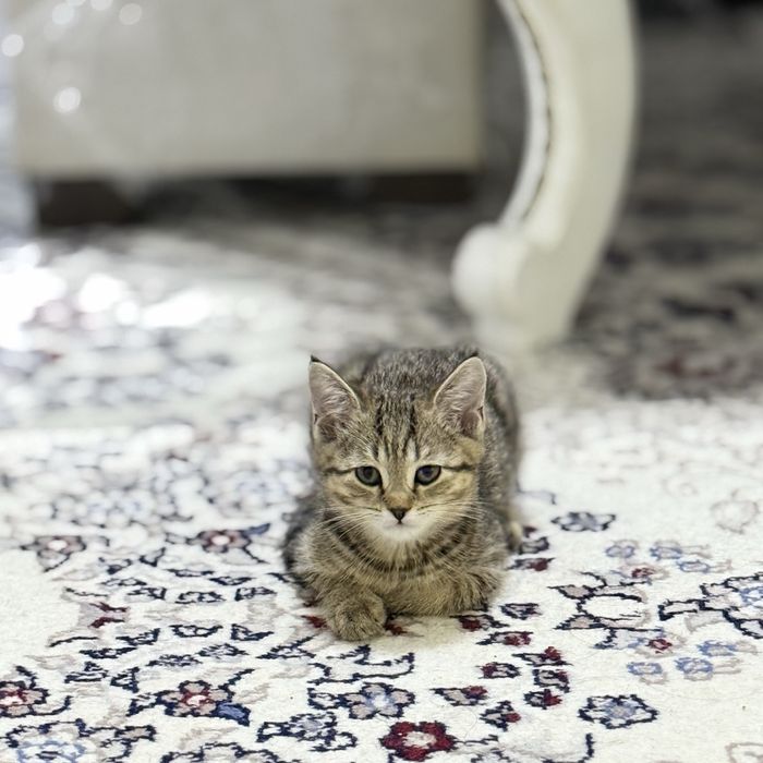 Skotsh foldva shinshilla