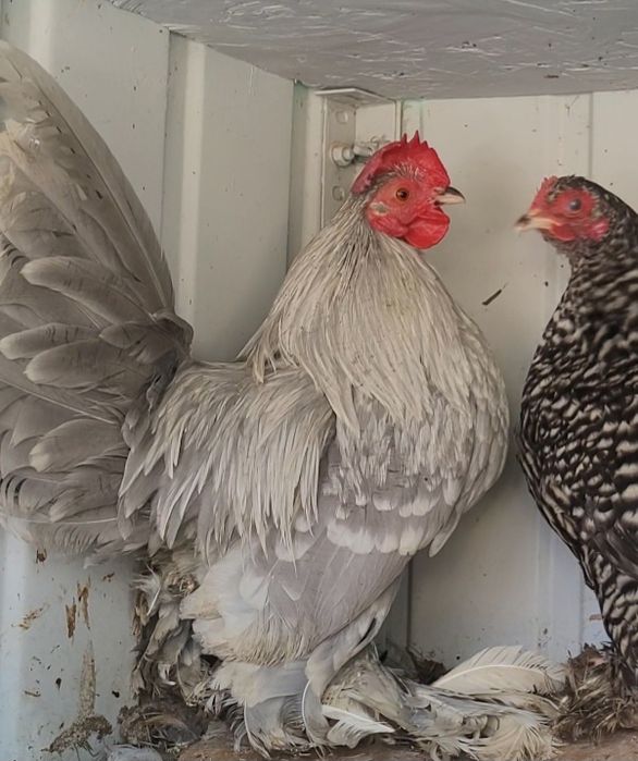 Vand gaini pitice mii de flori rosu bobat cu alb si gri perla si lemon