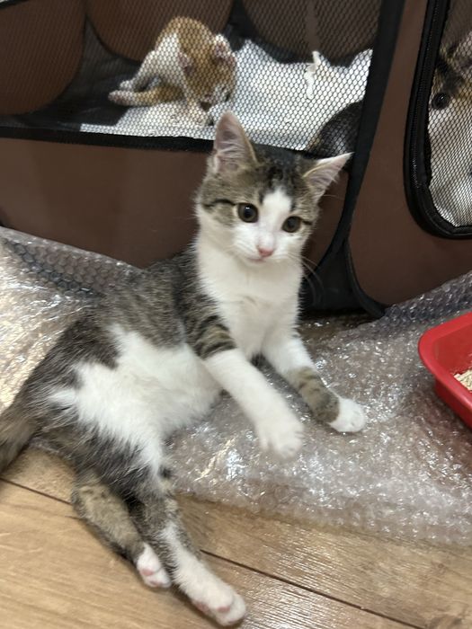 Котята в добрые руки