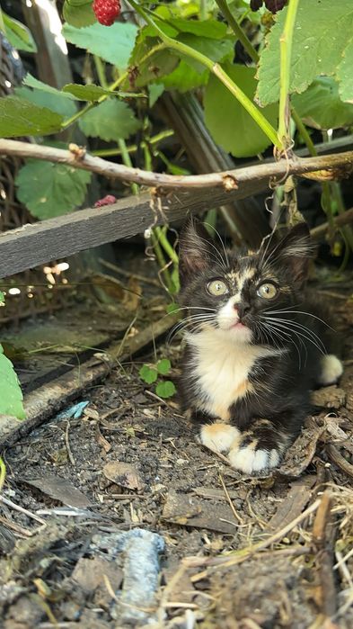 Дарю котят крысыловы