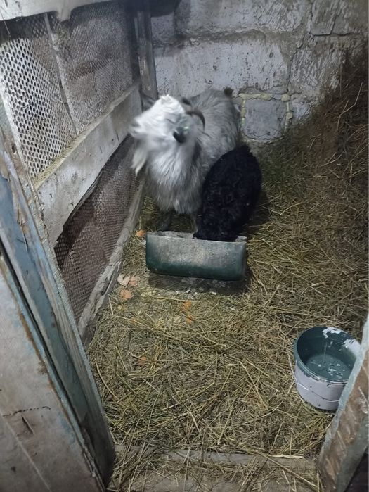 Ешки лағымен 4 айлық ұрғашы