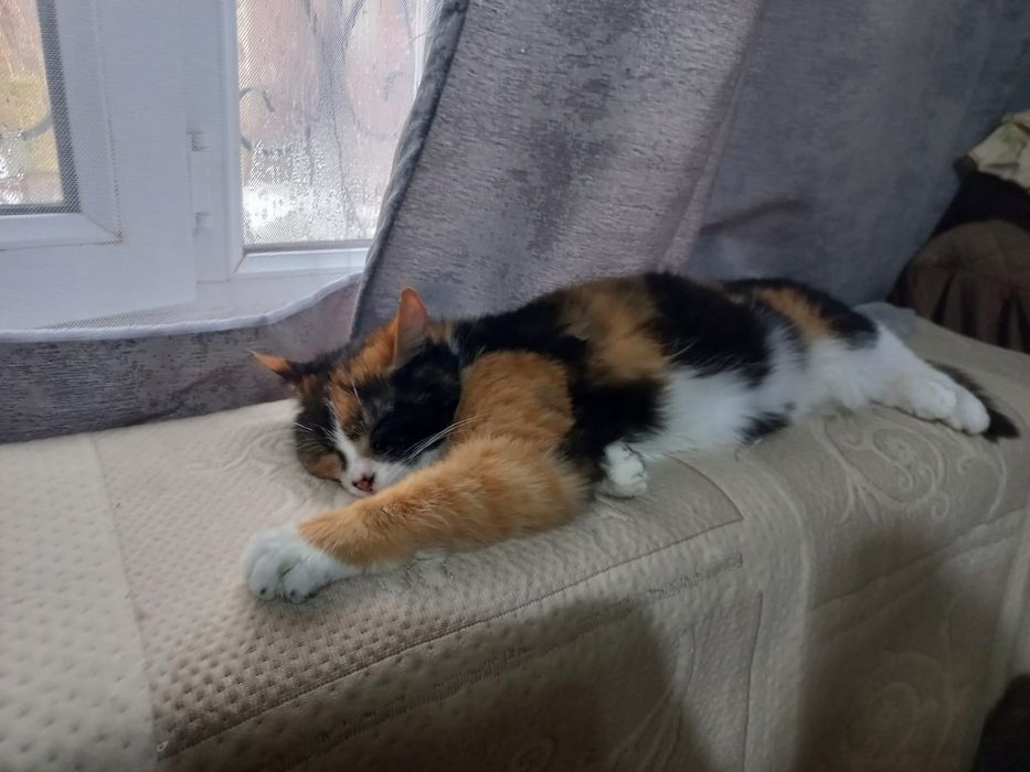 КоТиКи и КоШечКи Ждут люБяЩих хоЗяев