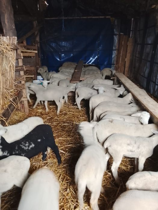 Miei lacaune de prăsilă