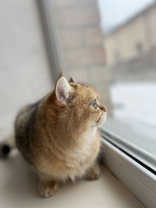 Продам британского кота