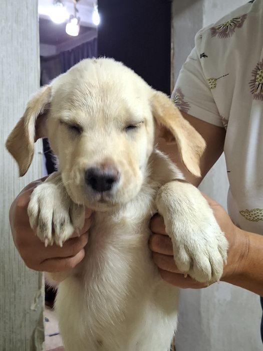 Продам щенка лабрадора