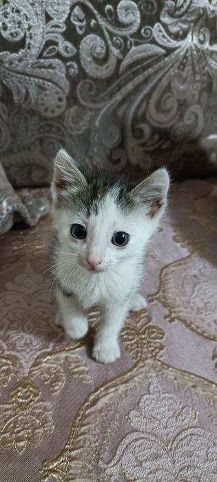 Отдам в добрые руки котят, мальчики