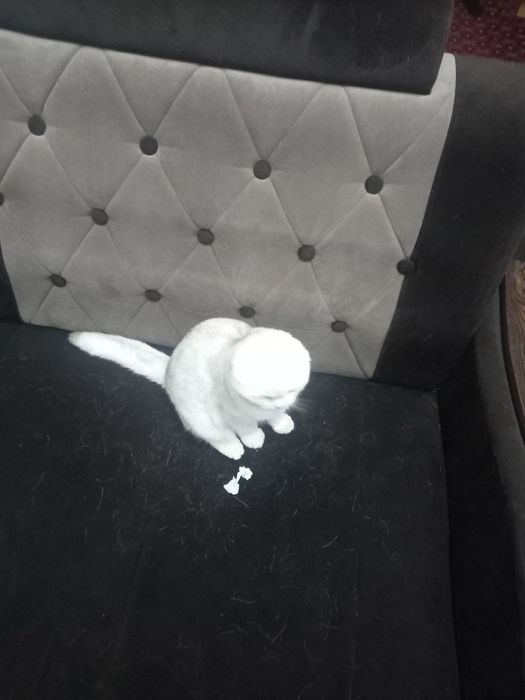 Mushuk sotiladi zotdor qolga orgatilgan pokiza mushuk