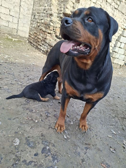 Продаётся щенок ротвейлера