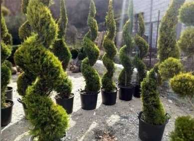 Plante Veșnic Verzi de Vârf – Aspect Compact și Bogat