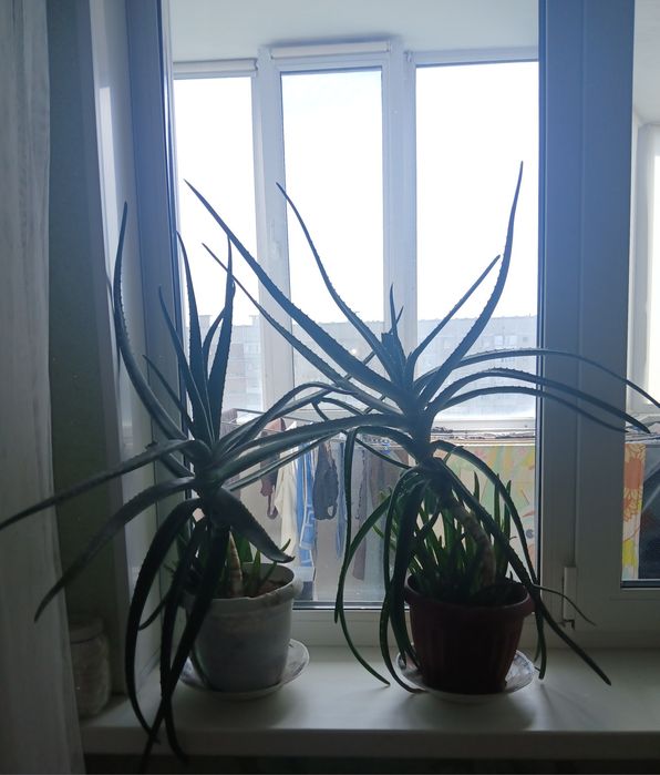 Продам алое недорого