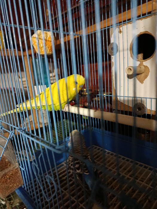 Andurka sotiladi nar va moda 550ming dostafka yuq manzil qashqadaryo