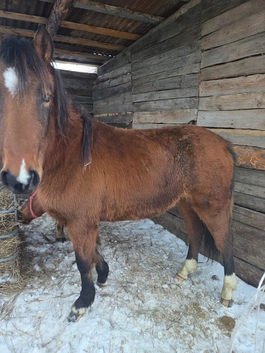 Продам Тай, 2 головы