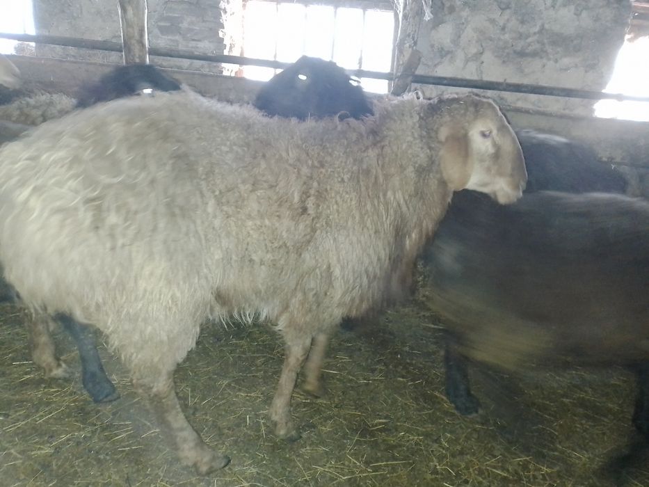 Продам едильбайских кошкаров