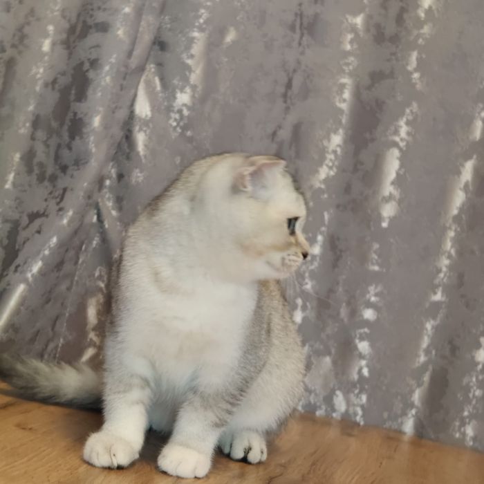 Кошечка5 мес Шотландская черепашка тикинг