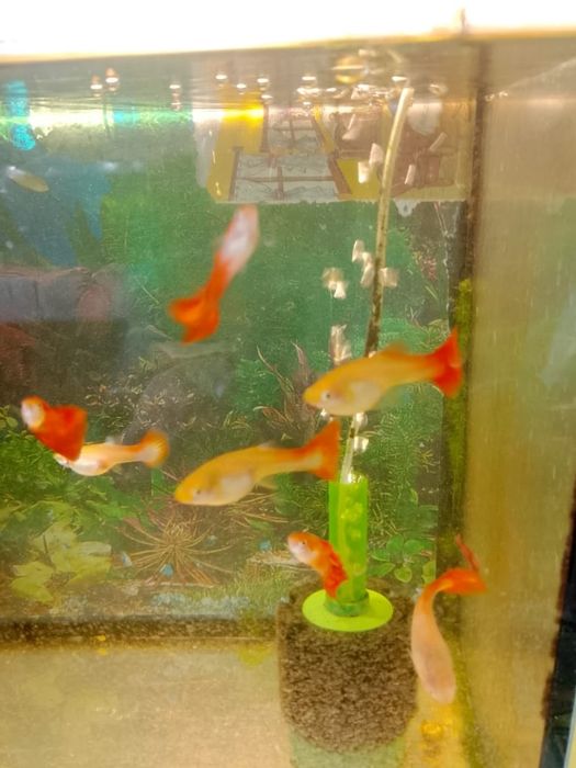 Продам гуппи  Микс