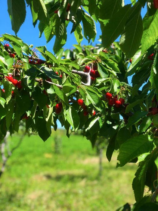 Cireșe bio gustoase