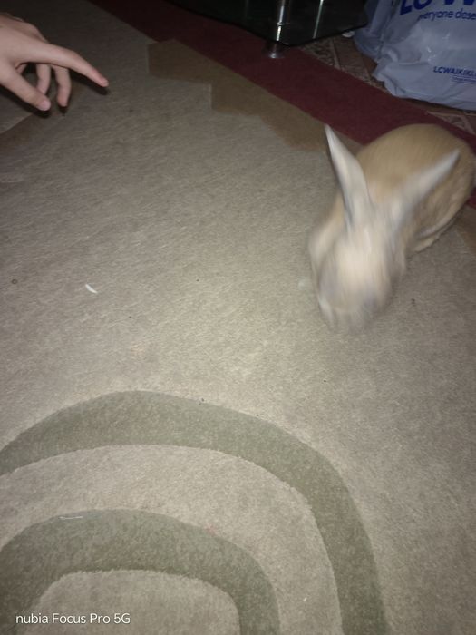 Продам кролика  вместе с клеткой