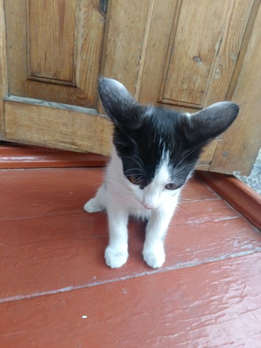 Кошка мышелов умная