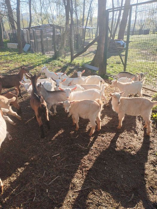 Tapi si iedute de vanzare