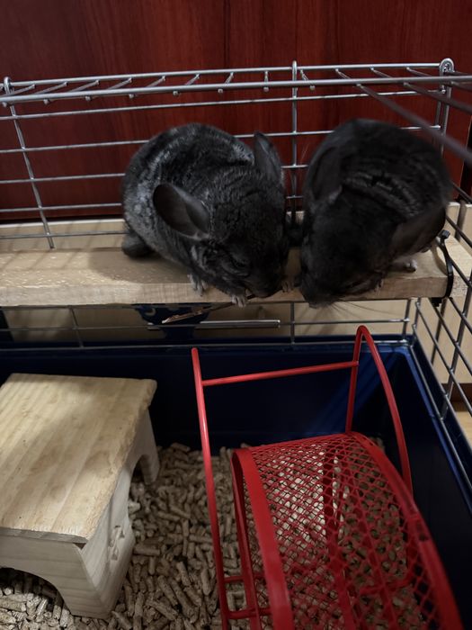 Vand pui chinchilla lanigera,Pretul este de 300lei unul 500 ambii.