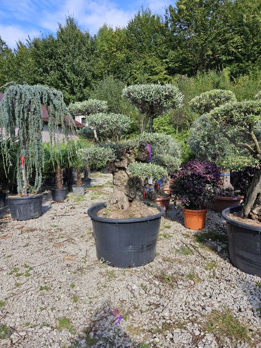 Măslini seculari calitate extra