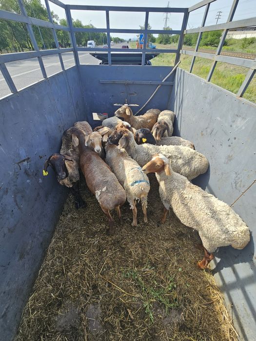 Продаю баран на курбан айт с доставкой по г.Талдыкорган