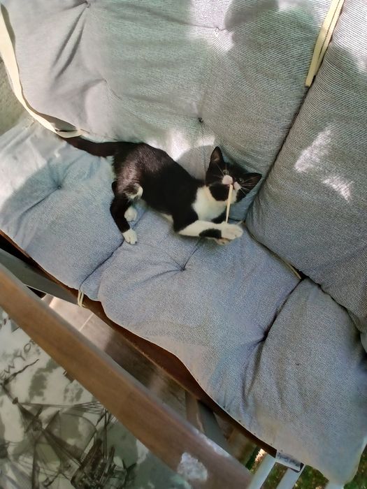 Подарява се котенце