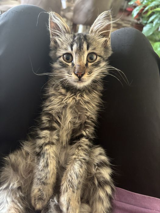 Котенок мальчик ищет дом