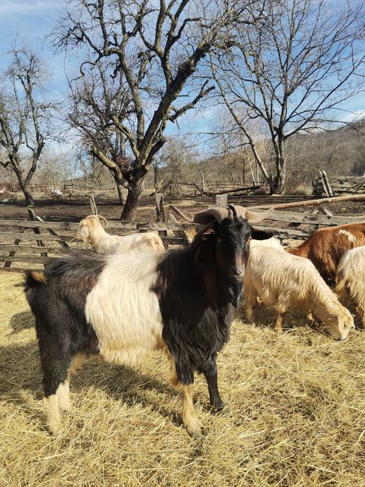 Țap alpin metis! Vârsta 3 ani