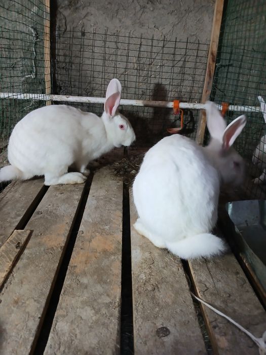 Italiyadan keltirilgan xikol zoyli quyonlar sotiladi