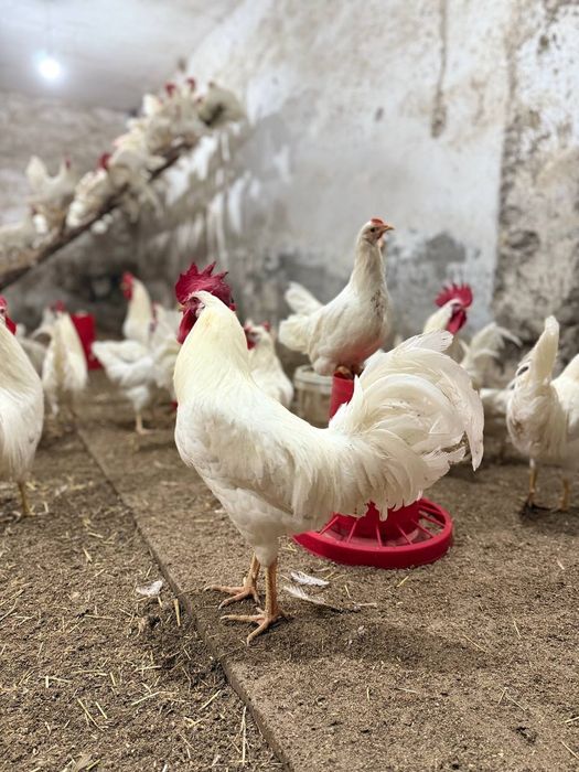 Легорун бели стандарт зотли товух тухумлари хамда жужасига закас олами