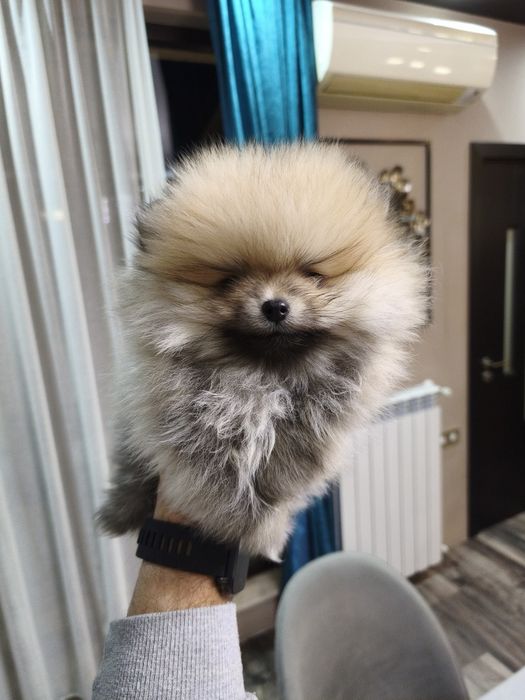 Померан мъжки и женски