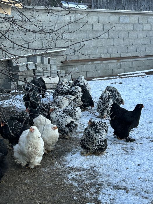 Gaini brahma tineret