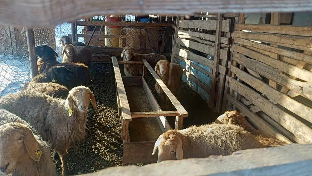 Жылқы, тоқты, бука