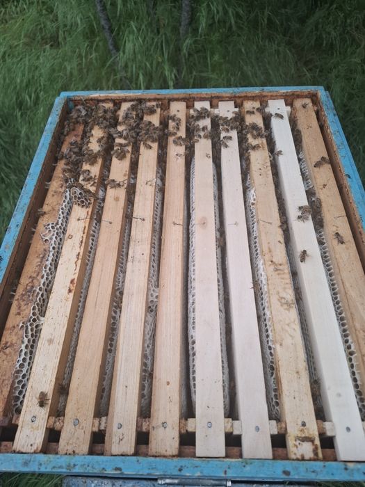 Miere naturală direct de la producător