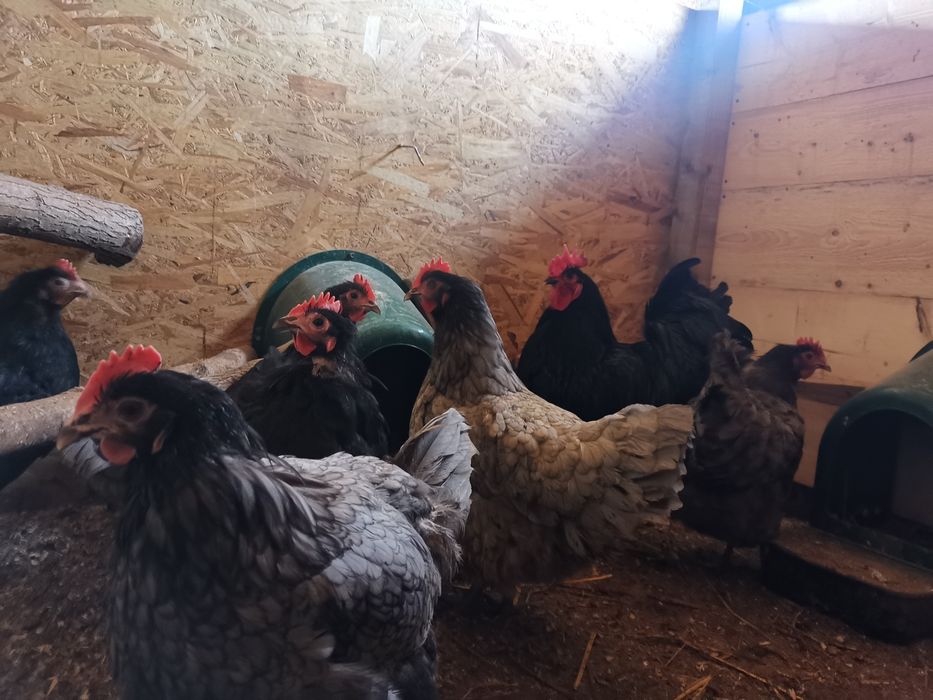 Oua de incubat din gaini de rasa Australorp
