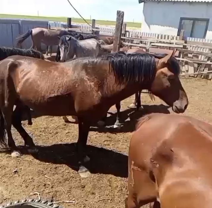 Жылкы сатылады айғыр