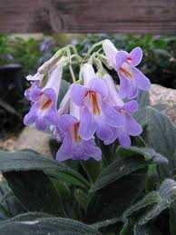 Цветы комнатные разные