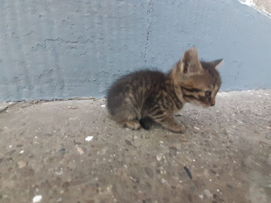 Donez pisici de rasă