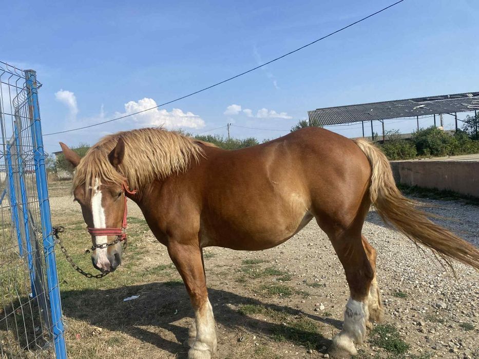 Vând manza de 3 ani gestanta 3600 de euro