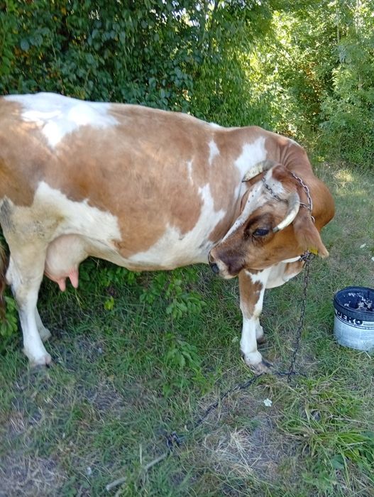 De vânzare vaca de 4 vitei