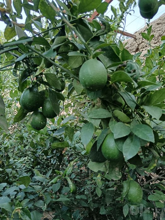 Ko'k Limon mevasi