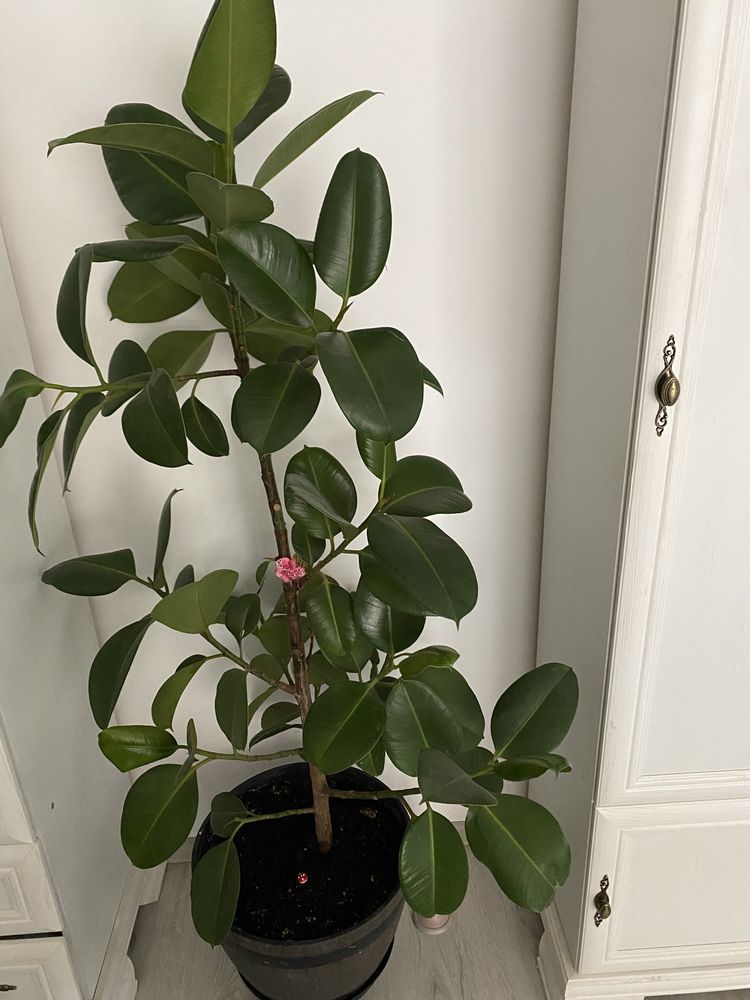 Planta De Interior Ficus Bragadiru OLX Ro